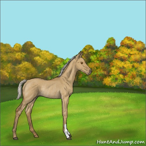 Horse Color:Silver Smoky Grullo Rabicano 