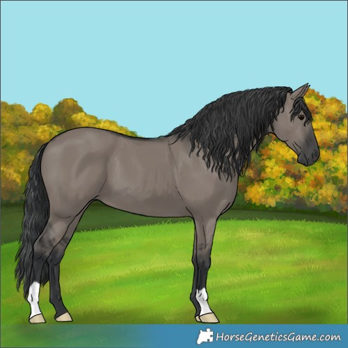 Horse Color:Grullo 