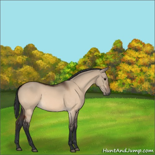 Horse Color:Bay Dun 