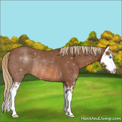 Horse Color:Chestnut Splash Rabicano