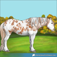 Horse Color:White Spotted Chestnut Splash Appaloosa 