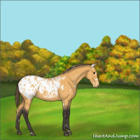 Horse Color:White Spotted Buckskin Blanket 