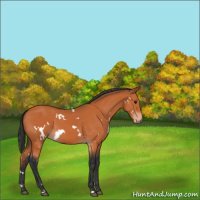 Horse Color:White Spotted Bay 