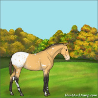 Horse Color:White Spotted Buckskin Blanket 