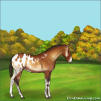 Horse Color:Buckskin Onyx Blanket Rabicano 