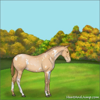 Horse Color:White Spotted Bay Roan Pearl 