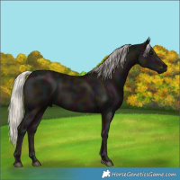 Horse Color:Midnight Silver Black 