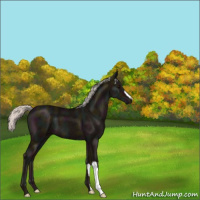 Horse Color:Midnight Silver Black 