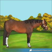 Horse Color:Bay Tobiano