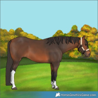 Horse Color:Bay Tobiano 