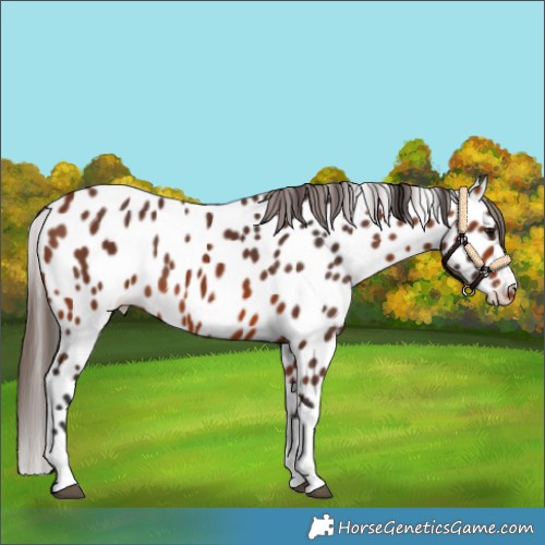 Horse Color:Bay Tobiano Appaloosa 