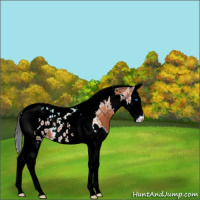 Horse Color:Bay Sabino Splash Tobiano Near Leopard 