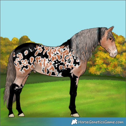 Horse Color:Bay Tobiano Appaloosa