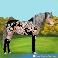 Horse Color:Bay Tobiano Near Leopard