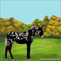 Horse Color:White Spotted Silver Bay Dun Sabino Splash Appaloosa 
