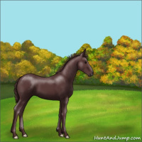 Horse Color:Chocolate Black