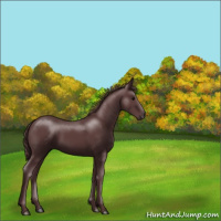Horse Color:Chocolate Black