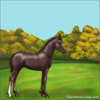 Horse Color:Chocolate Black