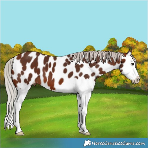 Horse Color:Silver Brown Splash Appaloosa 