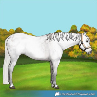 Horse Color:Gray Silver Bay Roan Appaloosa 