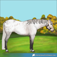 Horse Color:Gray Silver Bay Roan Appaloosa