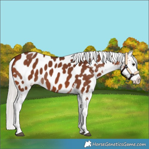 Horse Color:Silver Brown Appaloosa 