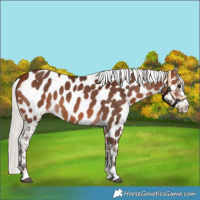 Horse Color:Silver Brown Appaloosa