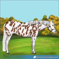 Horse Color:Silver Brown Near Leopard