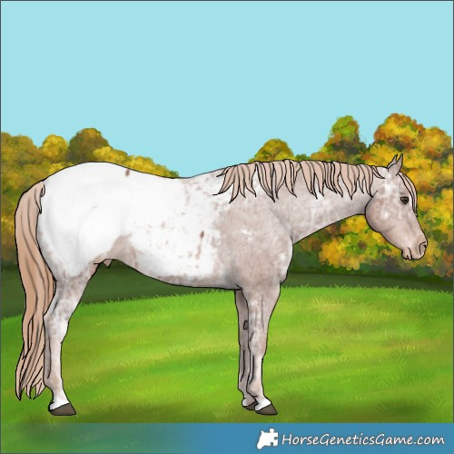 Horse Color:Chestnut Ice Appaloosa 