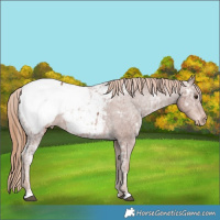Horse Color:Chestnut Ice Appaloosa 