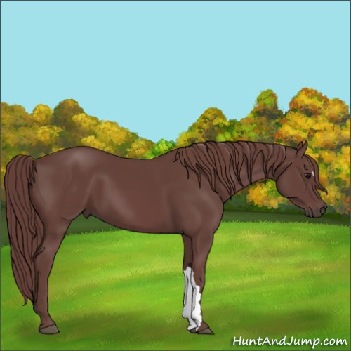 Horse Color:Chocolate Smoky Black 