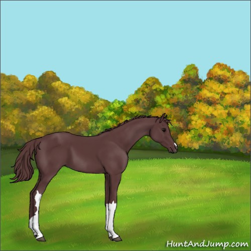 Horse Color:Chocolate Black 