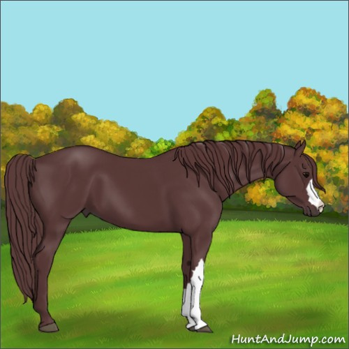 Horse Color:Chocolate Black 