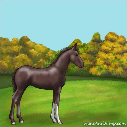 Horse Color:Chocolate Black 