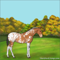 Horse Color:White Spotted Bay Tobiano Blanket 