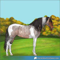 Horse Color:Brown Roan Tobiano 