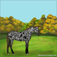 Horse Color:Midnight Classic Champagne Dun Near Leopard