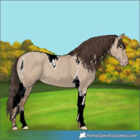 Horse Color:Classic Champagne Dun Tobiano 