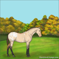 Horse Color:White Spotted Bay Dun Appaloosa