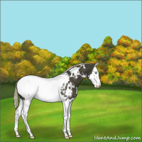 Horse Color:White Spotted Midnight Amber Cream Champagne Dun Splash Snowcap