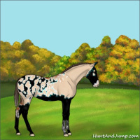 Horse Color:Bay Roan Dun Splash Appaloosa 