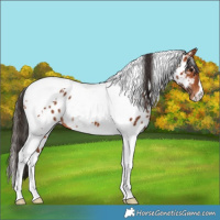 Horse Color:White Spotted Bay Tobiano Near Leopard