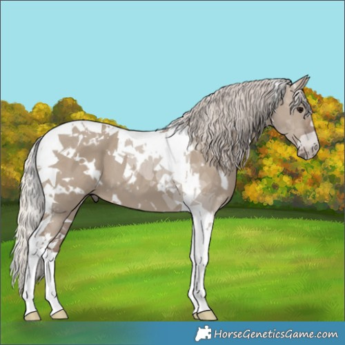 Horse Color:White Spotted Silver Grullo Tobiano 