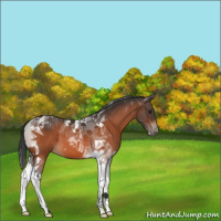 Horse Color:Brown Tobiano 