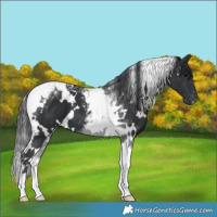 Horse Color:White Spotted Black Tobiano 