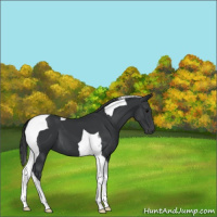 Horse Color:Black Tobiano