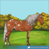 Horse Color:White Spotted Silver Bay