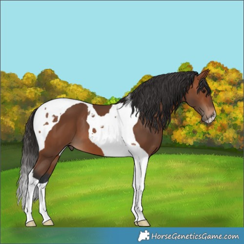 Horse Color:Bay Tobiano 