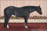 Horse Color:Black Sabino