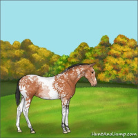 Horse Color:Bay Tobiano